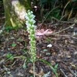 Goodyera pubescens Blüte