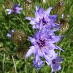 Catananche caerulea Virág