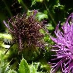 Cirsium acaulon अन्य