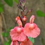 Salvia coccinea Flower