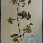 Clematis gouriana 其他