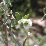 Philadelphus microphyllus Flower