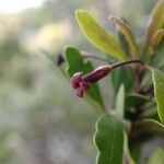 Pittosporum poumense 花