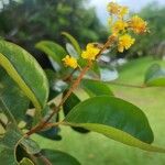 Byrsonima crassifolia Fleur