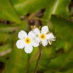 Androsace obtusifolia Flor