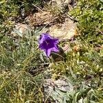 Campanula alpestrisFlor