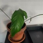 Spathiphyllum wallisiiपत्ता