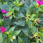 Mirabilis jalapa Flor