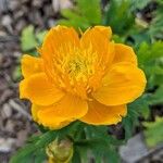 Trollius chinensis Blüte