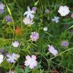 Eudianthe coeli-rosa Flower