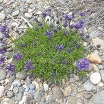 Penstemon procerus Yeri