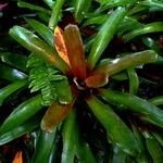 Aechmea caudata Blatt