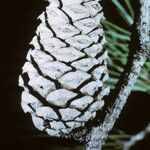 Pinus echinata Fruto