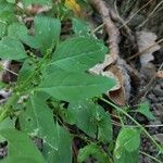 Lipandra polysperma Leaf