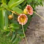 Lafoensia pacari Flower