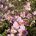 Anemone hupehensis Blüte