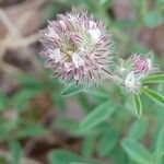 Trifolium arvense Cvet