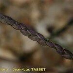 Digitaria ischaemum Fruit