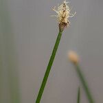 Eleocharis palustris 花