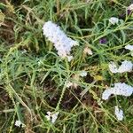 Heliotropium longiflorum फूल