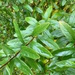 Spiraea salicifolia Leaf