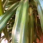 Pandanus tectorius Folha