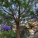 Jacaranda mimosifolia Habit