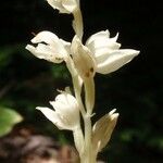 Cephalanthera austiniae Flower