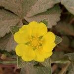 Potentilla reptans 花