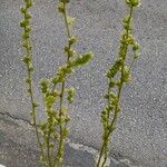 Orthopappus angustifolius Flower