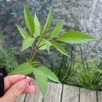 Bidens frondosa Folha