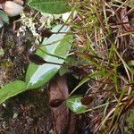 Juncus duthiei Habitat