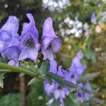 Aconitum variegatumKvět