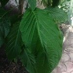 Justicia aurea Leaf