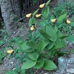 Cypripedium calceolus Costuma