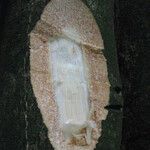 Albizia adianthifolia Rusk