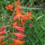 Crocosmia × crocosmiifloraŽiedas