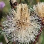 Erigeron acris ഫലം