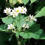 Montanoa hibiscifolia Floare