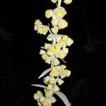 Artemisia ludoviciana Flor