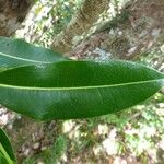 Xylopia richardii Leaf