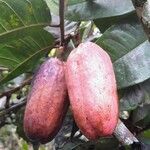 Pachylobus edulis Fruit