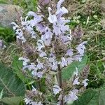 Salvia moorcroftiana Flower