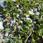 Trifolium thalii Flower