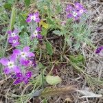 Matthiola tricuspidata 花