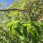 Cyphostemma hypoleucum Blad