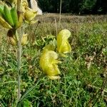 Aconitum anthora Blüte