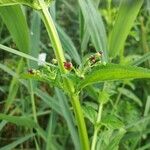 Scrophularia oblongifolia ফুল