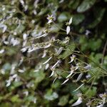 Saxifraga stolonifera Blomst