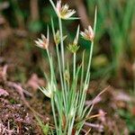 Juncus capitatus Vekstform